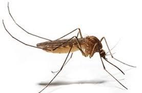 Sivrisinek böceği ile doğal mücadele yöntemi